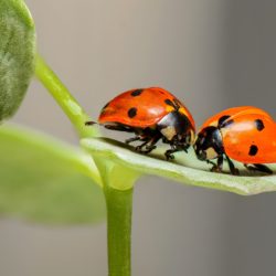 ladybugs-1593406_1920