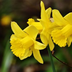 daffodils-2162825_1920